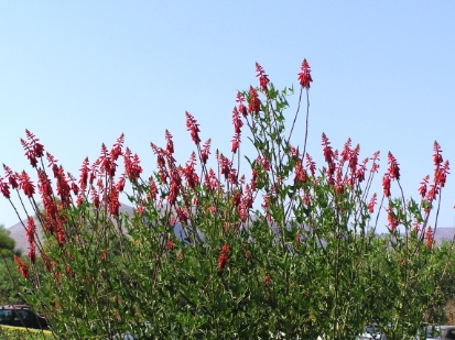 Crete2009-0071.JPG