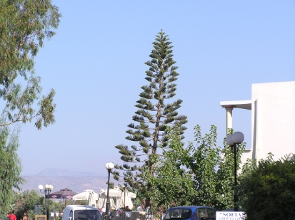 Crete2009-0149.JPG