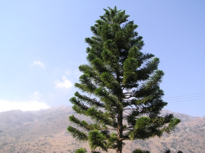 Crete2009-0196.JPG