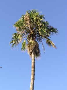 Crete2009-0457.JPG