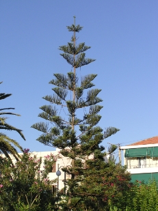 Crete2009-0458.JPG