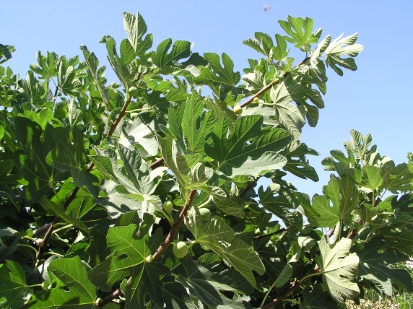 Crete2009-0544.JPG