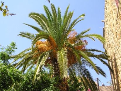 Crete2009-0662.JPG
