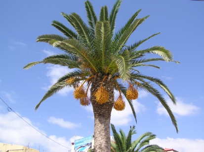 Crete2009-0667.JPG