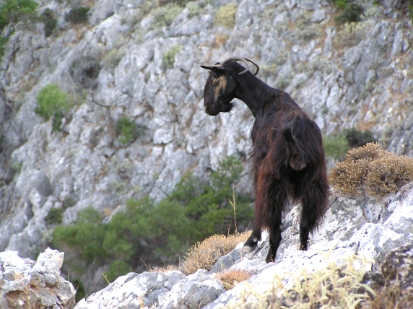 Crete2009-0744.JPG