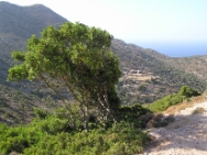 Crete2009-0705
