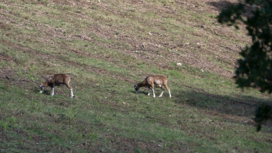 P1390821.jpg