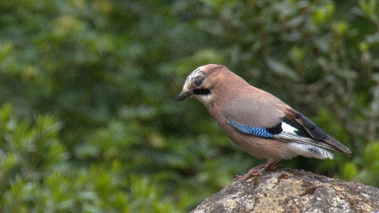 P1400621.jpg