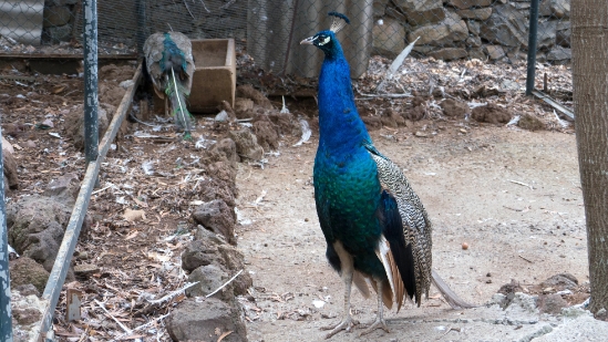 P1420142.jpg