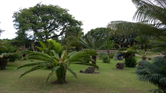 P1420153.jpg