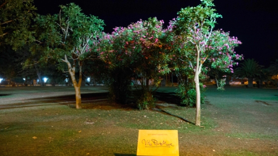 P1430963.jpg