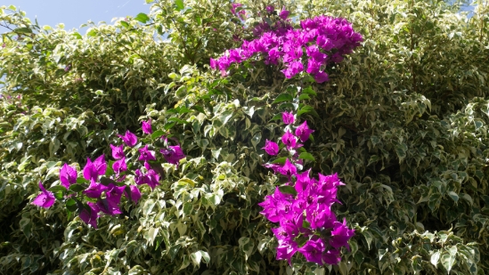 P1440011.jpg
