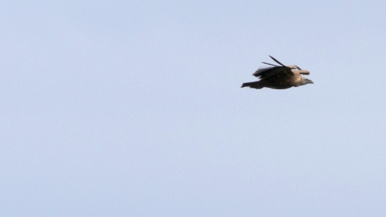 P1560803.jpg