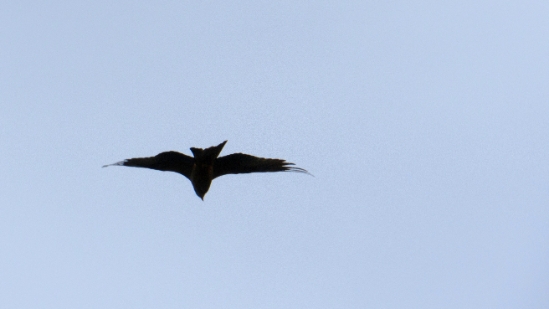 P1560877.jpg