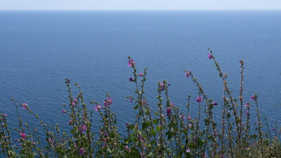 P1590180.jpg