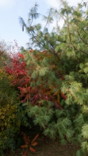 _1610529.jpg