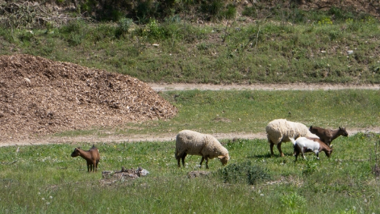 P1650896.jpg