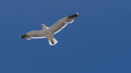 P1700314.jpg