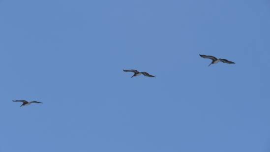 P1700340.jpg