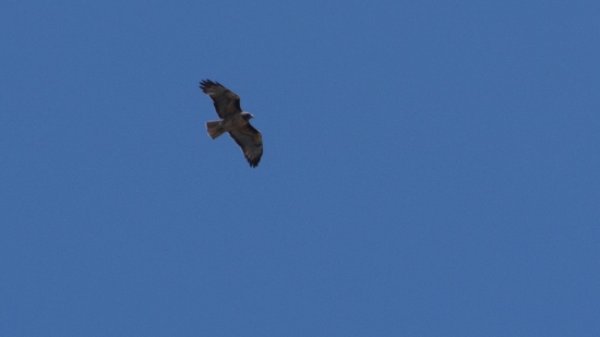 P1700347.jpg